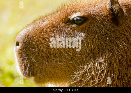 Capybara - portriat de ce mammifère semi-aquatique intelligent Banque D'Images