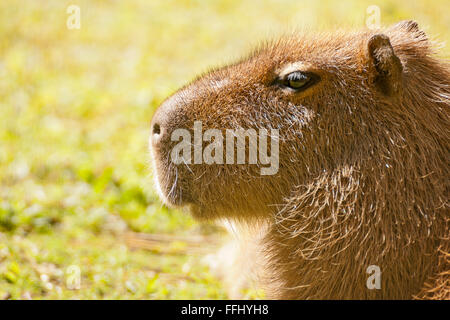 Capybara - portriat de ce mammifère semi-aquatique intelligent Banque D'Images