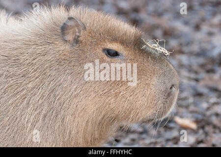 Capybara - portriat de ce mammifère semi-aquatique intelligent Banque D'Images