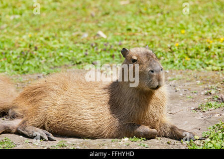 Capybara - portriat de souligner cette semi-intelligents mammifères aquatiques Banque D'Images
