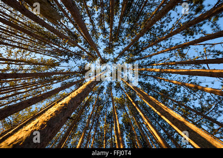 Un peuplement de pins evergreen croître à Canaan Valley, West Virginia. Banque D'Images