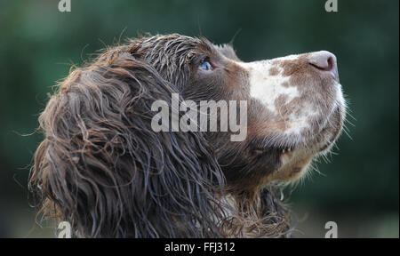 SPRINGER SPANIEL CHIEN REGARDANT VERS LE HAUT RE CHIENS ANIMAUX DOMESTIQUES VÉTÉRINAIRES LOI AMOUR ODEUR VUE NEZ HUMIDE OBÉISSANT HEAD SHOT QUELQUES OREILLES FOURRURE UK Banque D'Images