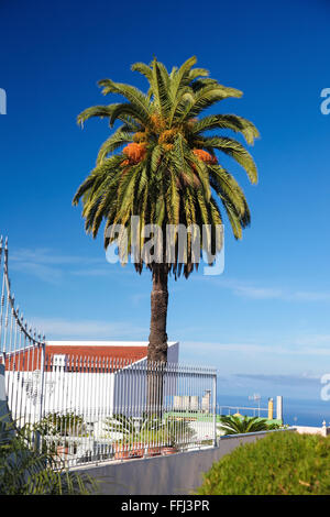 Palmier à La Orotava, une ville dans la partie nord de Tenerife, une des îles Canaries de l'Espagne. Banque D'Images