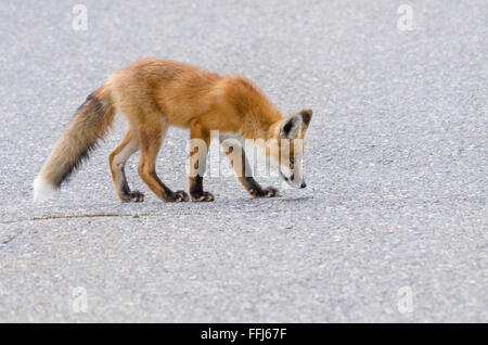 Les jeunes kit red fox (Vulpes vulpes) regarder un moustique, sur une route dans le parc national des Lacs-Waterton, en Alberta, Canada. Banque D'Images