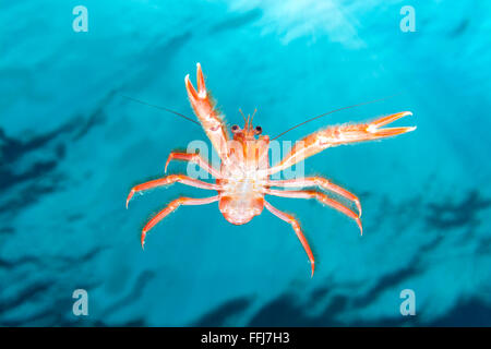 Un petit crabe thon traduits en Californie par El Nino nage dans les courants de l'eau moyenne à regarder mon appareil photo sur un fond bleu de Banque D'Images