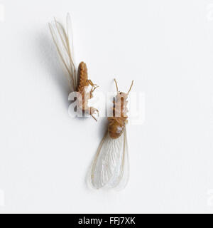 Blanche termites morts ant sur fond blanc Banque D'Images