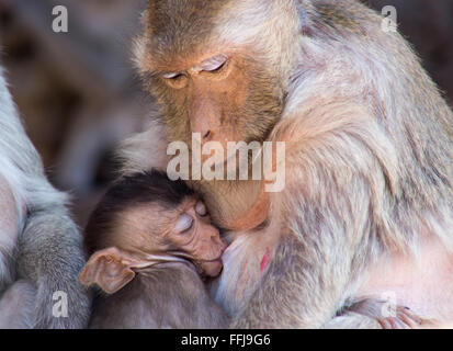 Manger du crabe et bébé macaque Banque D'Images