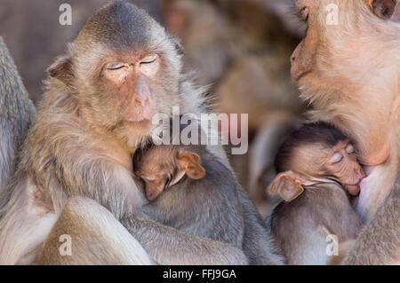 Crabe deux macaques manger leurs petits soins infirmiers Banque D'Images
