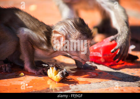 Crabe bébé Macaque de l'alimentation Banque D'Images