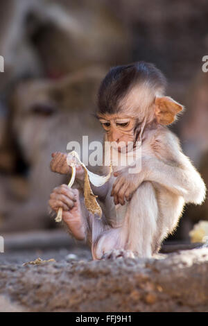 Crabe bébé Macaque de l'alimentation Banque D'Images