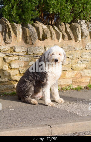 Old English Sheepdog assis sur la chaussée Banque D'Images