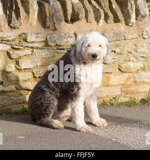 Old English Sheepdog assis sur la chaussée en soleil Banque D'Images