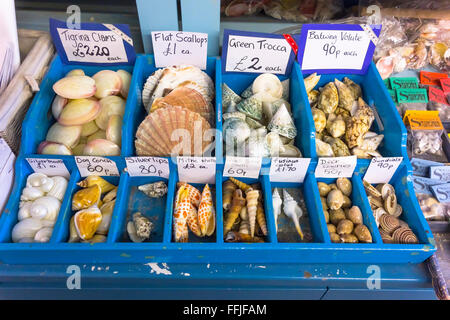 Un écran de petits coquillages de décoration à vendre à Whitby, North Yorkshire Angleterre Banque D'Images