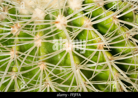 Détails de la courbe des épines de cactus un bateau à quille. Banque D'Images