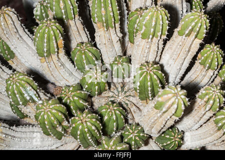 Détails d'un Euphorbia officinarum plante succulente. Ce cactus africain peut pousser jusqu'à 1,5 m et même en bon état du sol un Banque D'Images