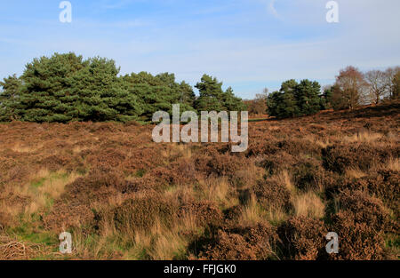 Paysage d'hiver des arbres et plantes sur la lande de bruyère, Sutton Heath Suffolk, Angleterre, RU Banque D'Images