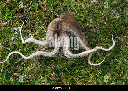 Moutons soay strand de touffe de laine jetée sur St Kilda Banque D'Images