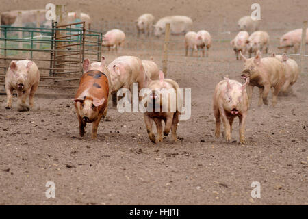 Les porcs domestiques, d'exécution, dans la gueuse de boîtier sur ferme porcine de Suffolk, Avril 2012 Banque D'Images