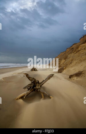 Souche d'arbre tombé sur la plage, avec du sable Covehithe être soufflé le long de la plage, en dessous de la Falaise en ruine, Nov 2009, Covehith Banque D'Images