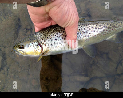 La truite brune sauvage capturé à partir de la rivière Wye, tandis que la pêche à la mouche à la Warren Hay-on-Wye Powys Pays de Galles au Royaume-Uni. La pêche a une règle de remise à l'eau de retourner ces poissons sauvages de la rivière la conservation des stocks pour l'avenir. Banque D'Images