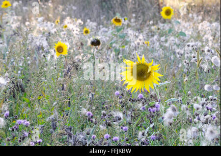Le tournesol et le thistle seedheads Banque D'Images