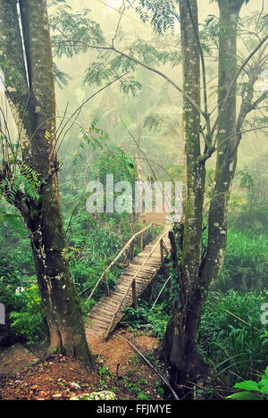 Palmiers et de pont dans le brouillard du matin, Ella, Sri Lanka Banque D'Images