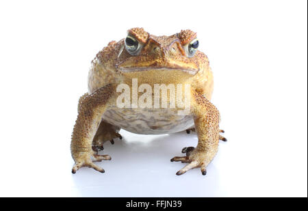 Canne à sucre - crapaud Bufo marinus - géant ou neotropical ou marine toad. Originaire d'Amérique centrale et du Sud mais introduit en Australie Banque D'Images