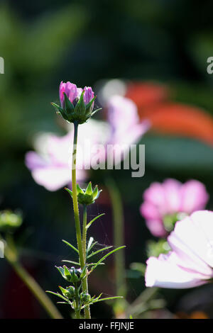 Rose Bud (soleil cosmos Cosmos bipinnatus 'sweet sixteen') avec de la soie d'araignée autour de sépales et fleurs cosmos floue à l'arrière Banque D'Images