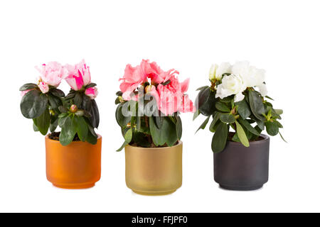 Trois mini-azalées en fleurs de différentes couleurs sur un fond blanc Banque D'Images
