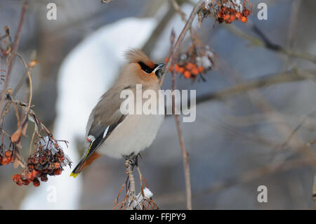 Jaseur boréal Bombycilla garrulus (percheurs) à sorbier. La région de Moscou, Russie Banque D'Images