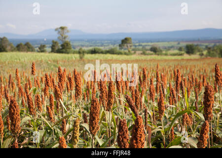Champ de mil sur une journée ensoleillée Banque D'Images