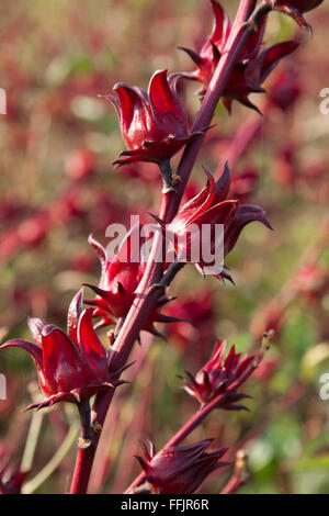 Belle Roselle rouge on tree Banque D'Images