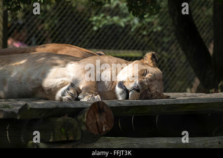 Lion de Barbarie (Panthera leo leo) Banque D'Images