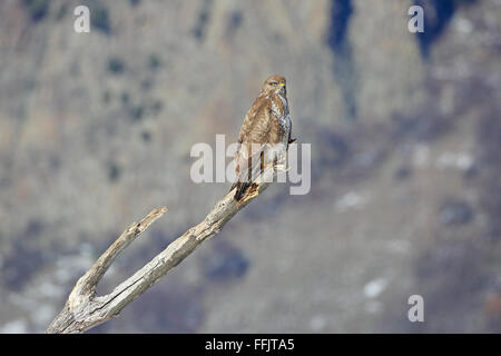 Buse variable perché sur une branche en Bulgarie Banque D'Images