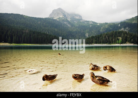 Famille de canards sauvages sur le lac Noir au Monténégro Banque D'Images