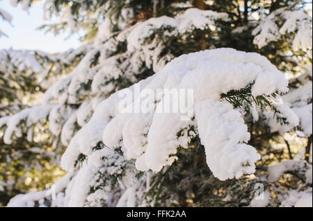 Arbre couvert de neige des branches. Ciel bleu, mist, montagnes en arrière-plan flou. Frosty matin ensoleillé d'hiver ou d'une journée dans le pe Banque D'Images