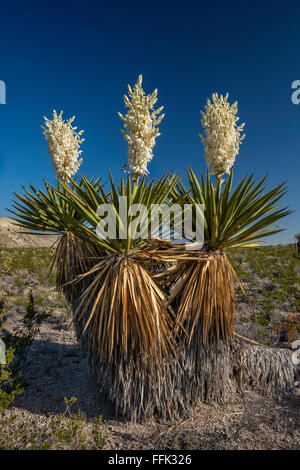 La floraison des yuccas géants dagger dague en zone plate, Désert de Chihuahuan, Big Bend National Park, Texas, États-Unis Banque D'Images