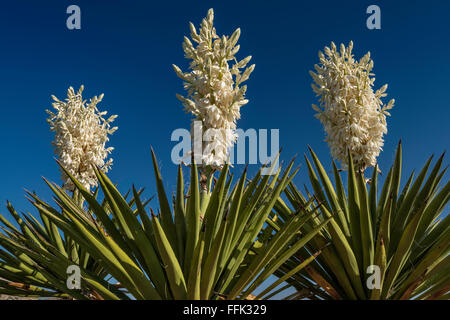 La floraison des yuccas géants dagger dague en zone plate, Désert de Chihuahuan, Big Bend National Park, Texas, États-Unis Banque D'Images