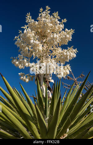 La floraison du yucca dague dague géant en zone plate, Désert de Chihuahuan, Big Bend National Park, Texas, États-Unis Banque D'Images