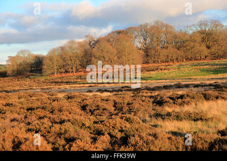 Paysage d'hiver des arbres à feuilles caduques et Heather plantes sur la lande, Sutton Heath Suffolk, Angleterre, UK Suffolk Sandlings AONB Banque D'Images