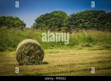 Bale of hay in field, Carlton, Yorkshire, Angleterre Banque D'Images