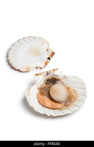 Pétoncles frais ouvrir dans le shell sur fond blanc Banque D'Images