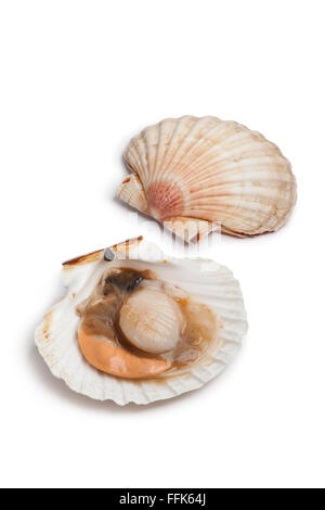 Pétoncles frais ouvrir dans le shell sur fond blanc Banque D'Images