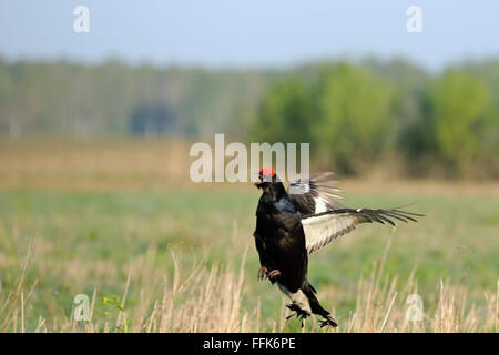 Appel d'accouplement mâle saut Tétras (Tetrao tetrix) tôt le matin. La région de Moscou, Russie Banque D'Images