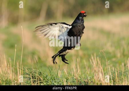 Appel d'accouplement mâle saut Tétras (Tetrao tetrix) tôt le matin. La région de Moscou, Russie Banque D'Images