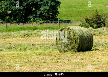 Balle de foin dans un champ, Carlton, Yorkshire, Angleterre Banque D'Images