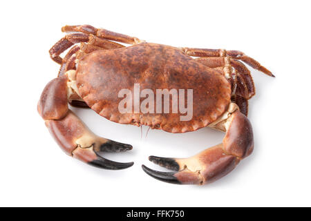 Matières premières fraîches mer comestibles crabe isolé sur fond blanc Banque D'Images