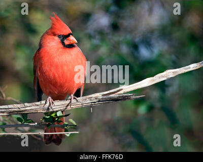 Le Cardinal rouge mâle Banque D'Images