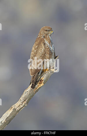 Buse variable perché sur une branche en Bulgarie Banque D'Images