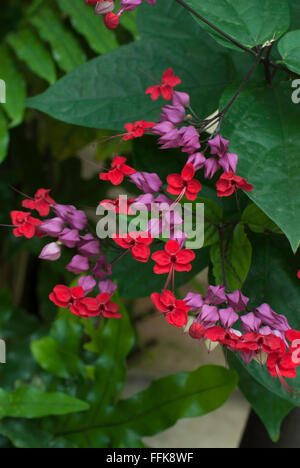 Bleeding Heart Vine, Glory Bower , Clerodendrum thomsoniae Banque D'Images